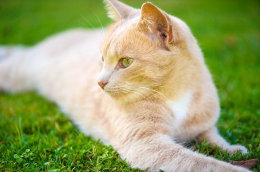 Komik Kızıl saçlı kedi