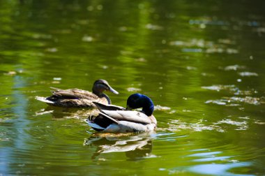 Gölde yüzen ördekler