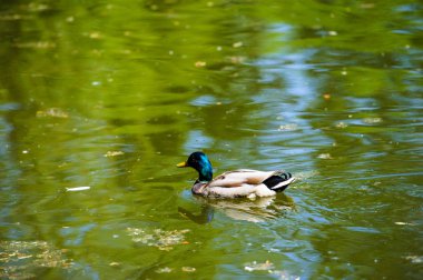 Gölde yüzen ördekler