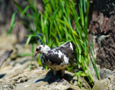 ilginç güvercinler