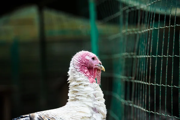 Jonge Turkije op een boerderij — Stockfoto