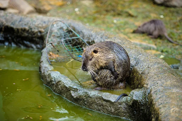 Asiatische Wildnahrung — Stockfoto