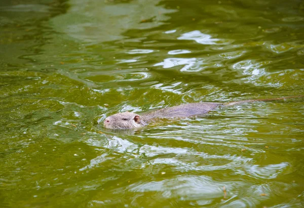 Aziatische wilde nutria — Stockfoto