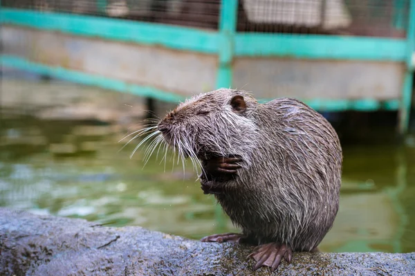 Asian wild nutria — Stock Photo, Image