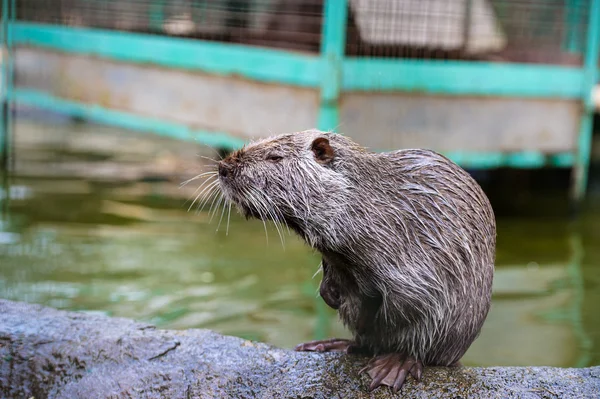 Asian wild nutria — Stock Photo, Image