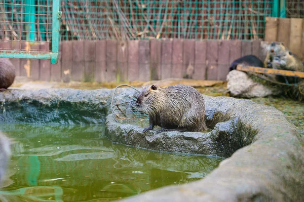 Asiatische Wildnahrung — Stockfoto