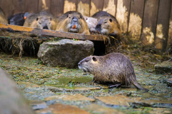 Asiatische Wildnahrung — Stockfoto