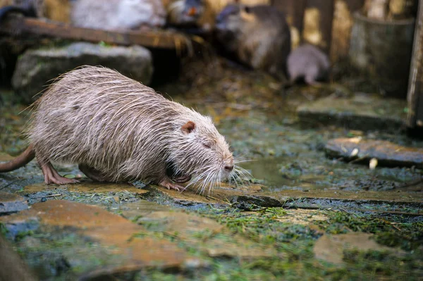 Asian wild nutria — Stock Photo, Image