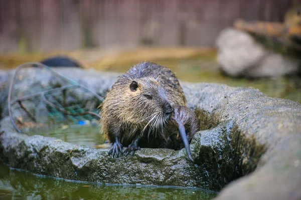 Asiático selvagem nutria — Fotografia de Stock