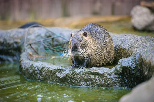 Asian wild nutria — Stock Photo, Image