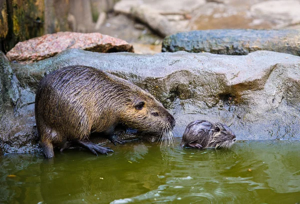 Asiatische Wildnahrung — Stockfoto