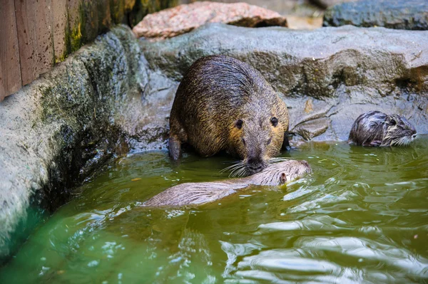 Asiatische Wildnahrung — Stockfoto