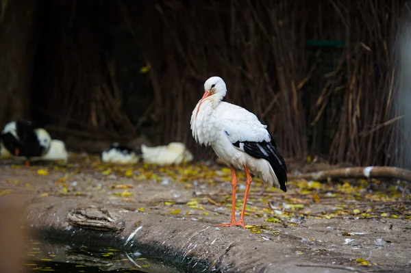 Pájaro cigüeña blanca —  Fotos de Stock