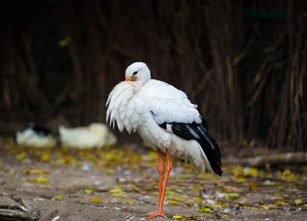 Uccello cicogna bianca — Foto Stock