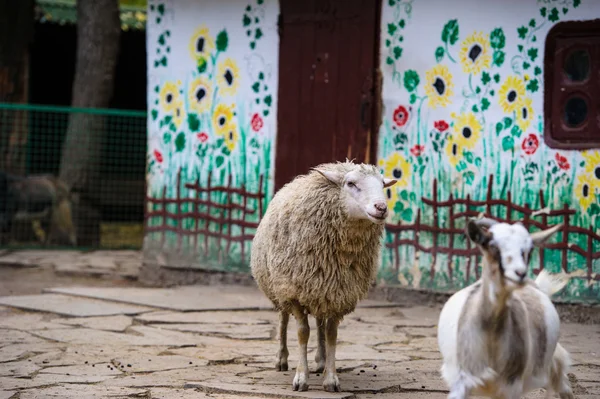 Belle montagne Moutons une chèvre — Photo