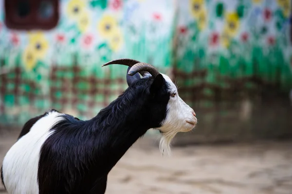 Beautiful young Goat — Stock Photo, Image