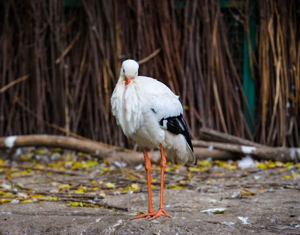 Uccello cicogna bianca — Foto Stock