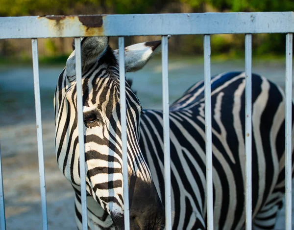 Afryki Zebra stojący — Zdjęcie stockowe