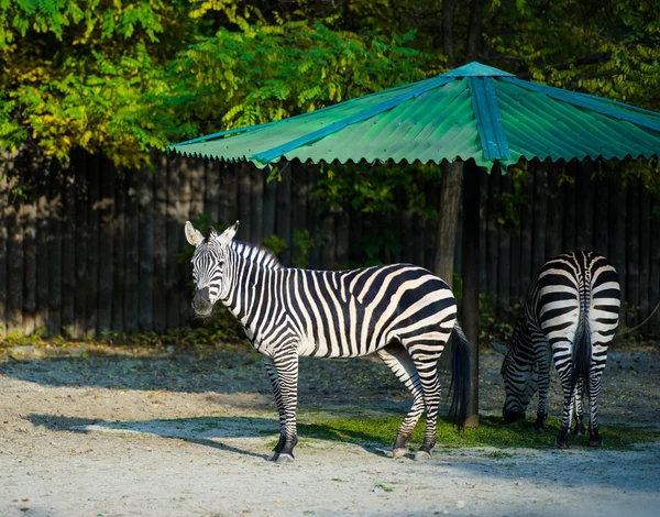 Zebras africanas de pé — Fotografia de Stock
