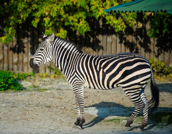 African Zebra standing — Stock Photo, Image