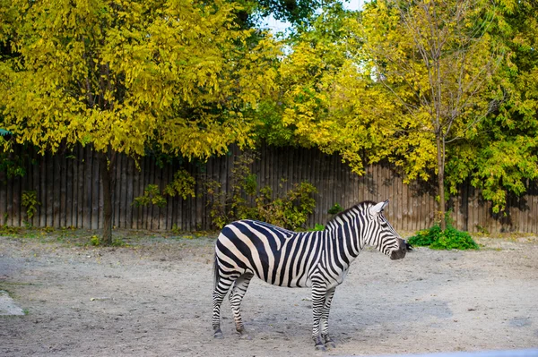 Zebra africana de pé — Fotografia de Stock