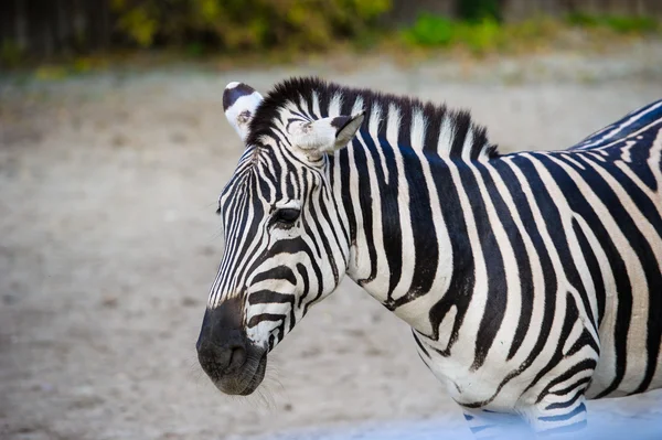 Zebra africana de pé — Fotografia de Stock