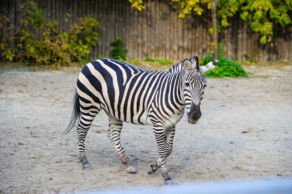 African Zebra standing — Stock Photo, Image