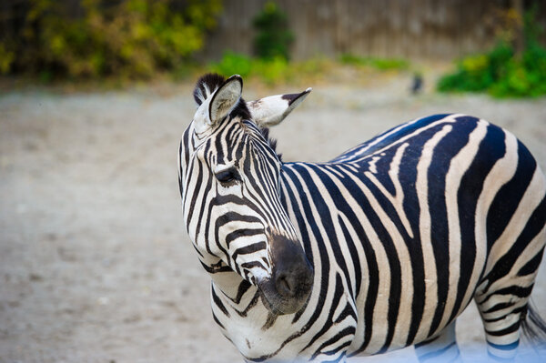 African Zebra standing in park