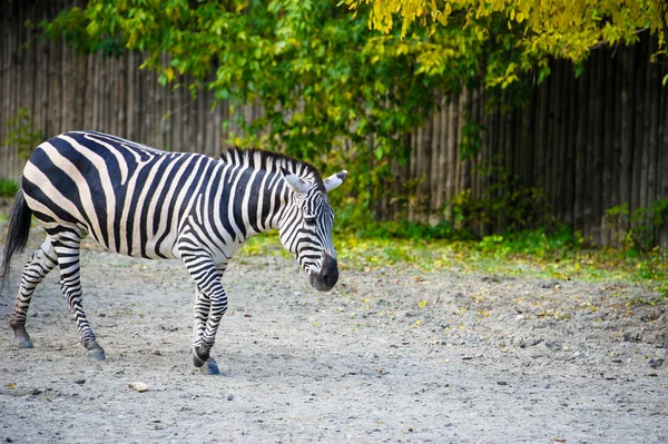 African Zebra standing — Stock Photo, Image