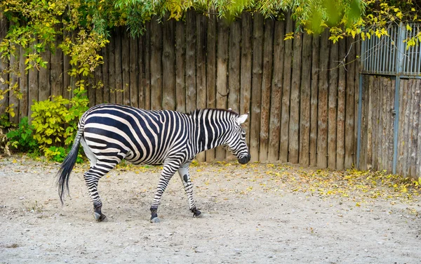 Zebra africana de pé — Fotografia de Stock