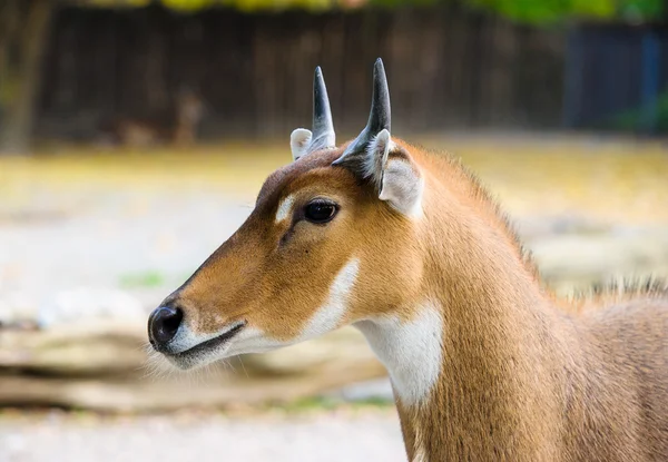 Jovem nilgai antílope — Fotografia de Stock