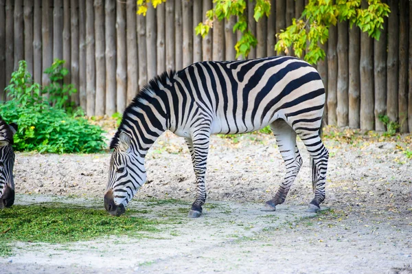Afrikanska Zebra stående — Stockfoto
