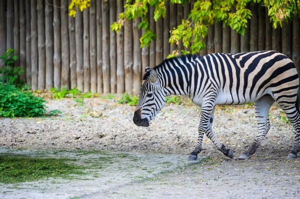 Afryki Zebra stojący — Zdjęcie stockowe