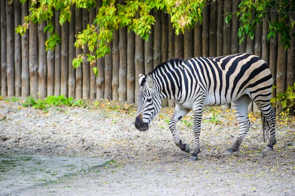 Afrikaanse Zebra staande — Stockfoto