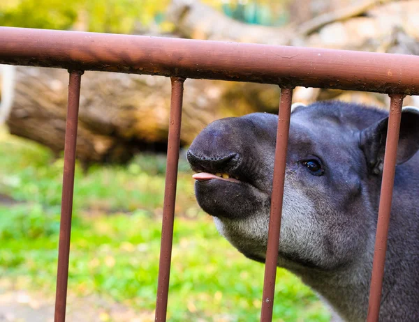 Tapir malaio no zoológico — Fotografia de Stock