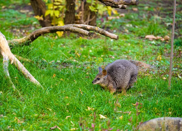 Bébé kangourou australien — Photo