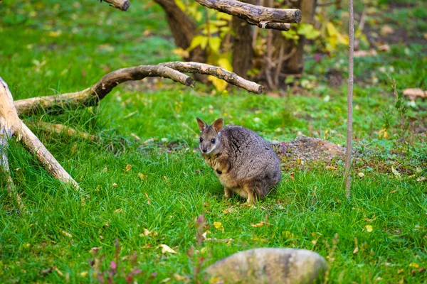 Canguru bebê australiano — Fotografia de Stock