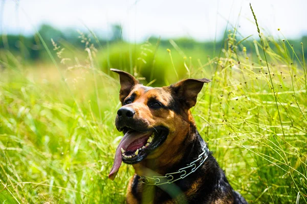 Szczęśliwy pies ładny — Zdjęcie stockowe