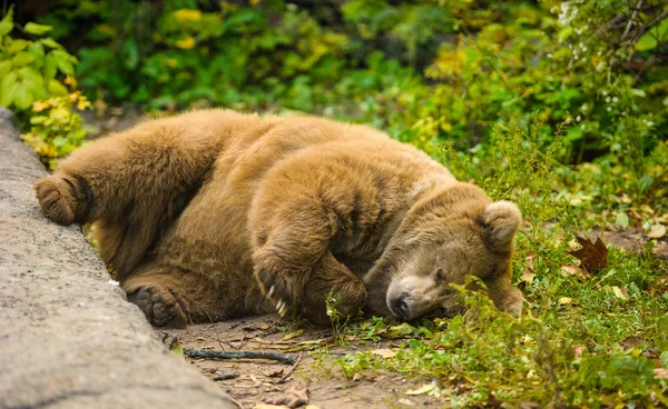 Großer Braunbär — Stockfoto