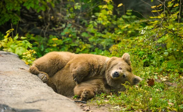 Grande orso bruno — Foto Stock