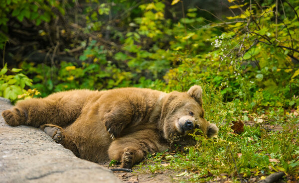 Большой бурый медведь
