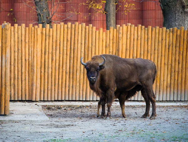 Bison sauvage d'Amérique — Photo