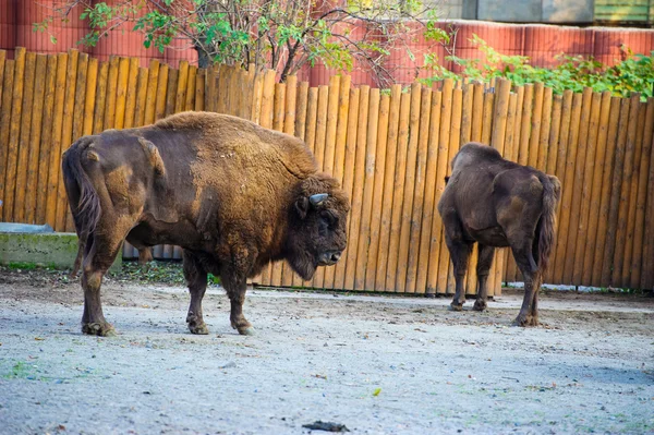 Amerikaanse wilde bisons — Stockfoto