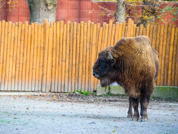 Amerikaanse wilde bizon — Stockfoto