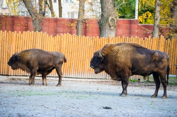 Amerikaanse wilde bisons — Stockfoto