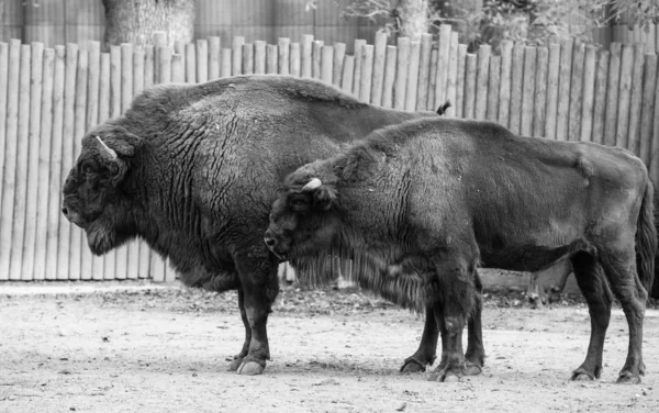 Americké divoké bizoni — Stock fotografie