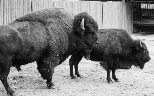 Amerikanische Wildbisons — Stockfoto