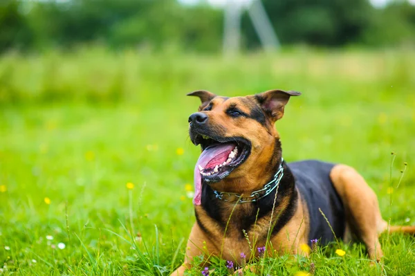 Happy adorable dog — Stock Photo, Image