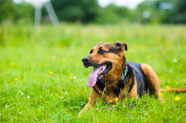 Gelukkige schattige hond — Stockfoto