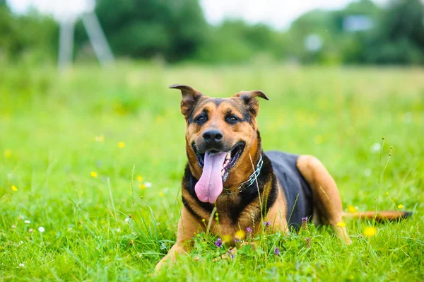 Happy adorable dog — Stock Photo, Image